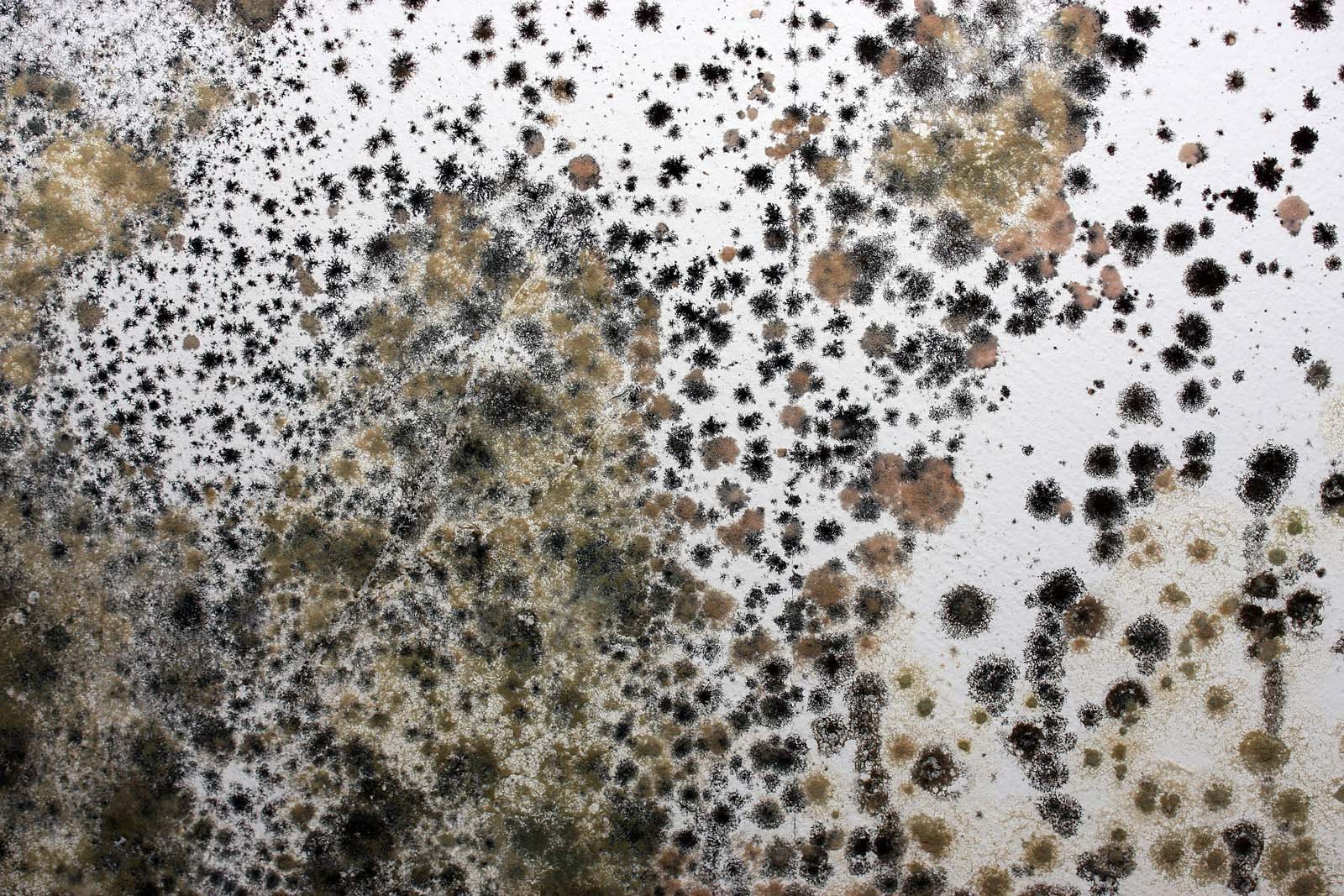 Mold Remediation in Midlothian VA